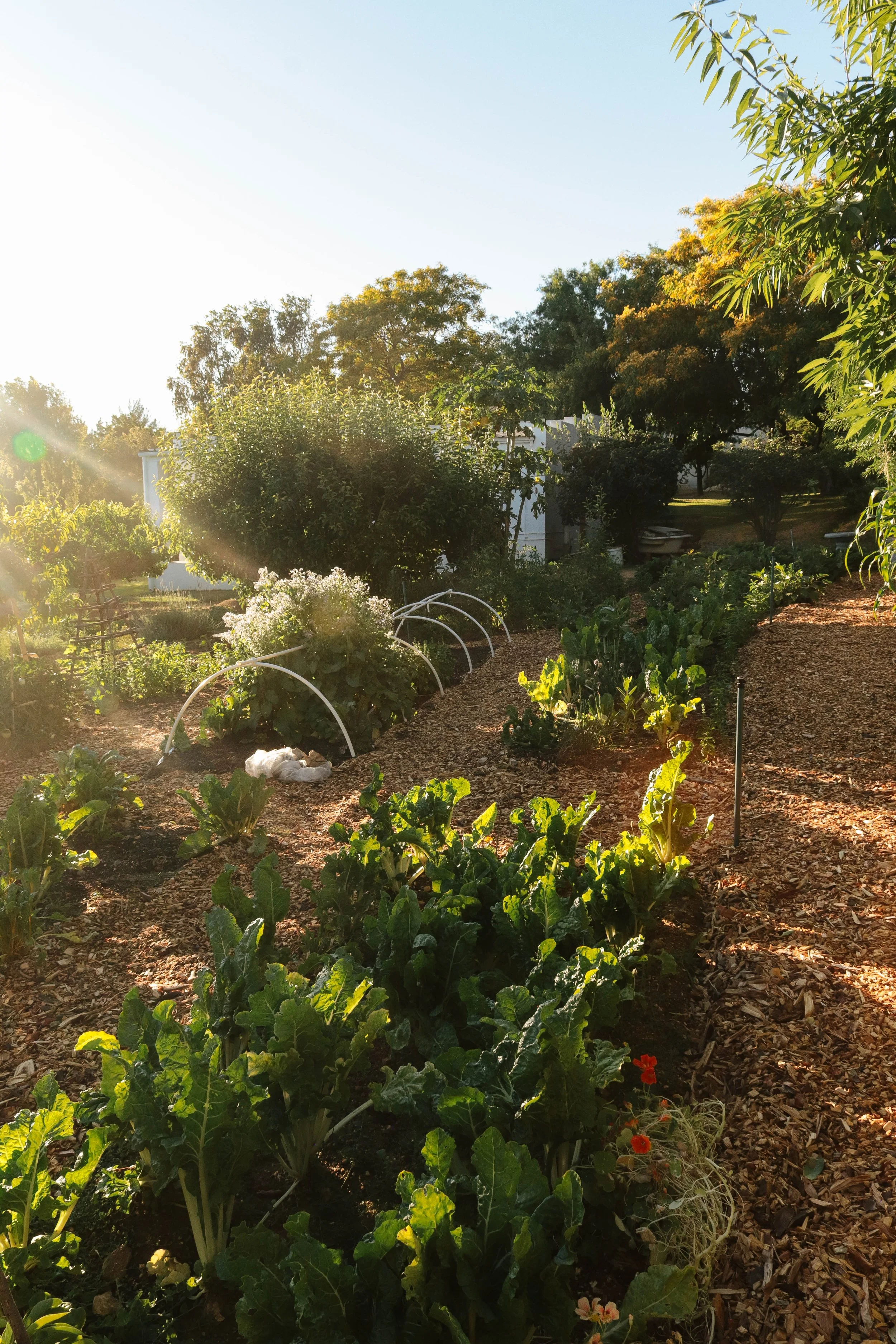 Sunlit vegetable garden with leafy greens, flowering plants, and arched protective covers, surrounded by trees and shrubs.