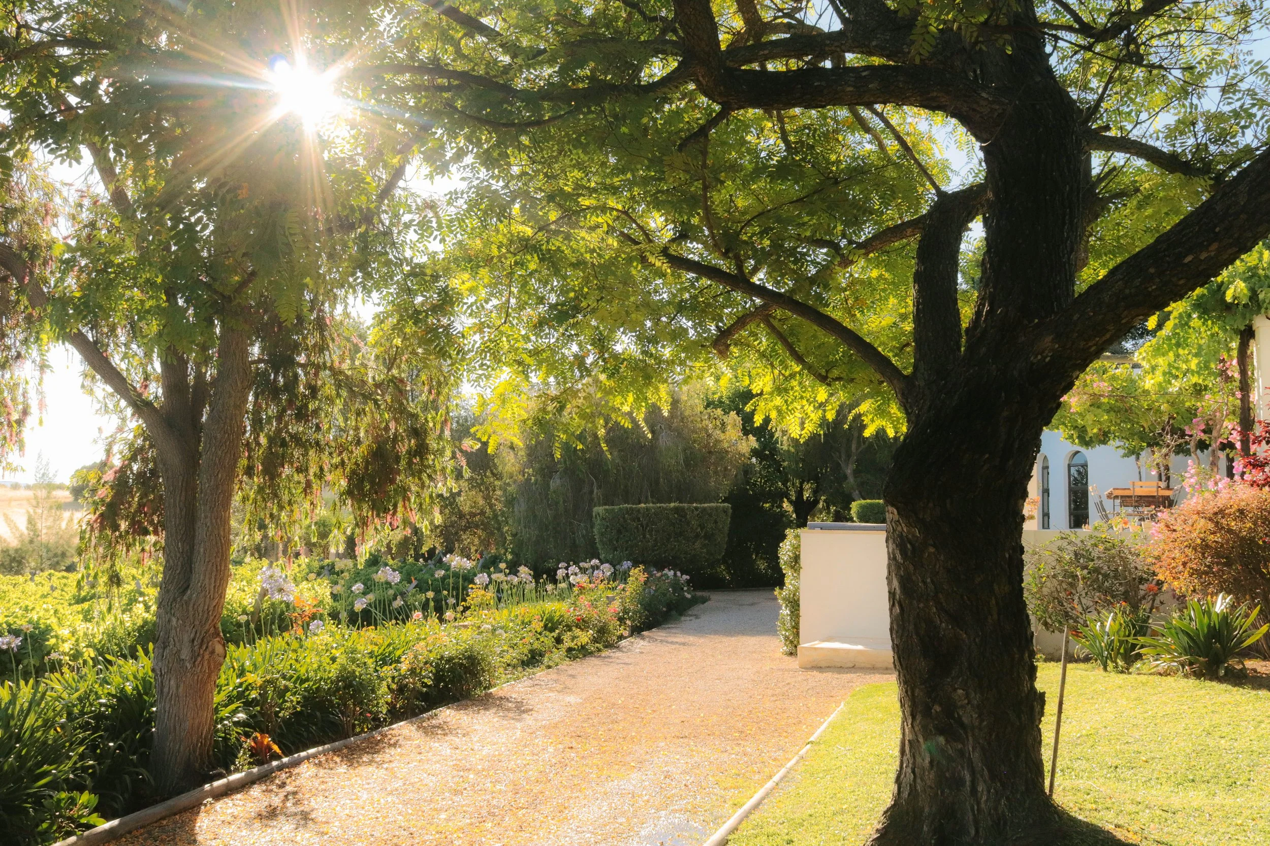 Sun shining through the leaves of a large tree in a garden with a gravel pathway, colorful flowers, and a white building in the background.