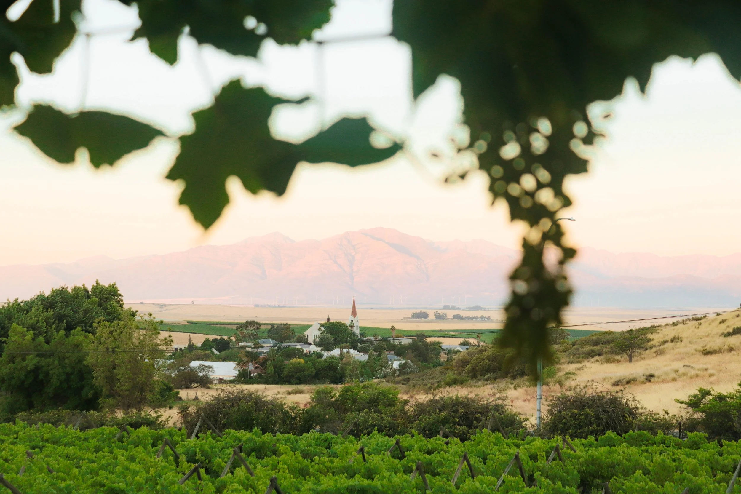 View of a rural landscape with vineyards, a small church, trees, rolling hills, and mountains in the background, framed by out-of-focus leaves in the foreground.