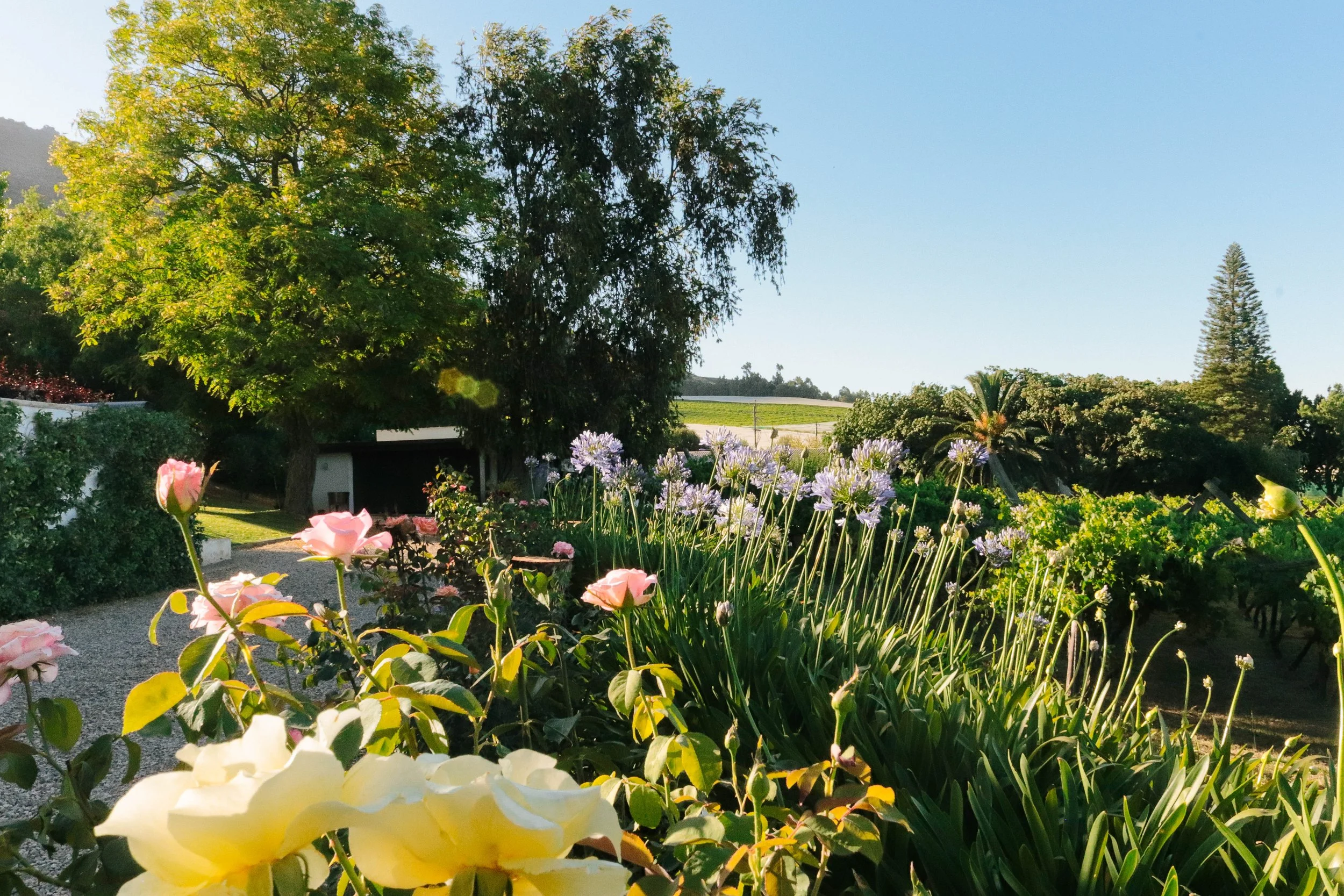 A lush garden with yellow, pink, and purple flowers, surrounded by green trees and shrubs, under a clear blue sky.
