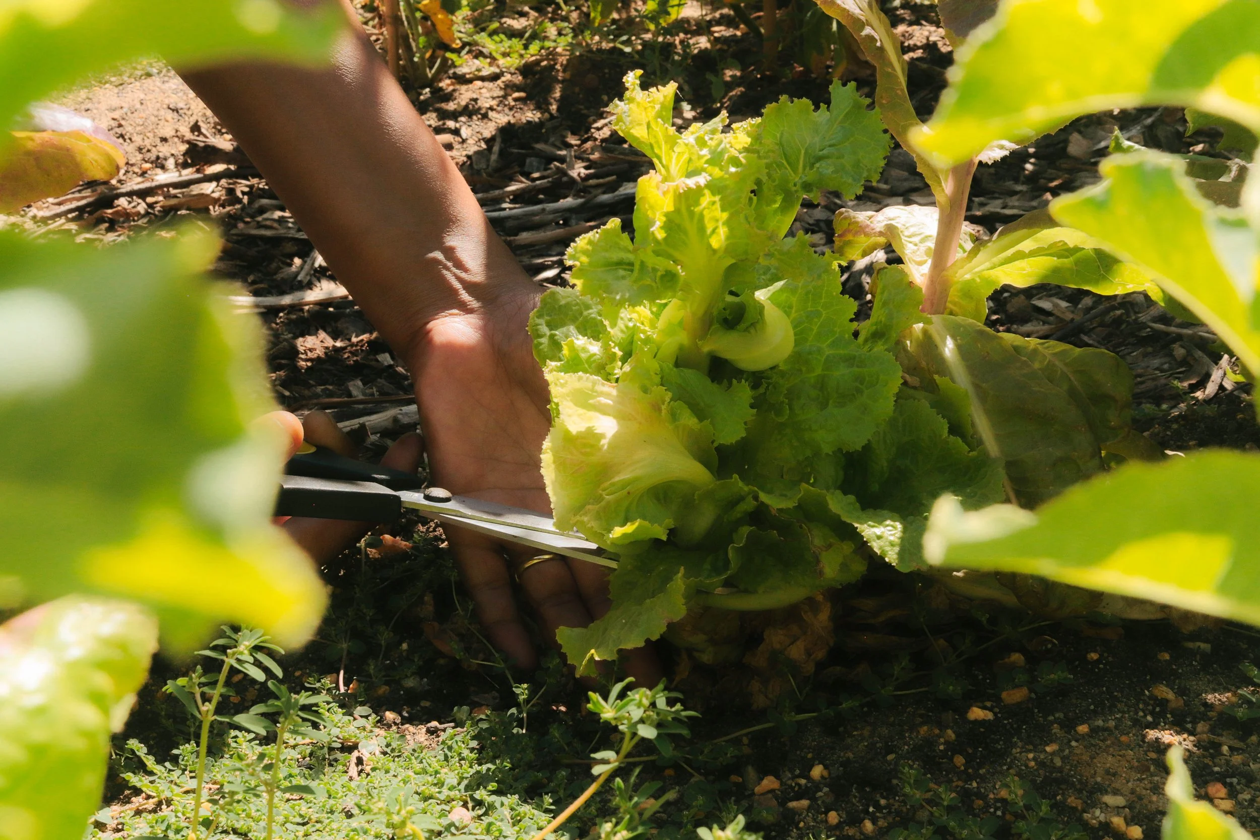 Person harvesting lettuce in a garden using scissors.