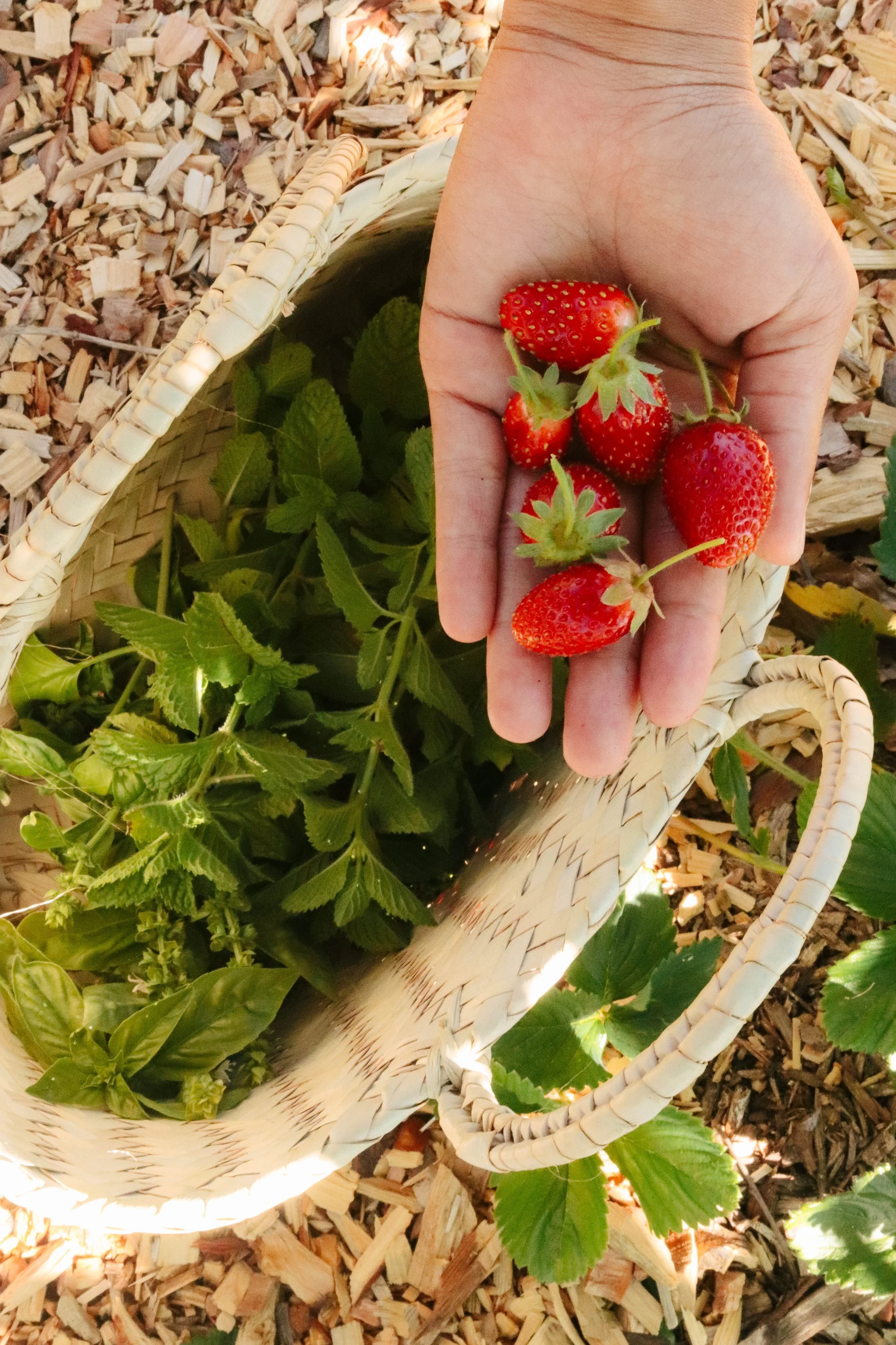 Hand holding fresh strawberries over a woven basket filled with green strawberry leaves and plants, surrounded by wood chips on the ground.