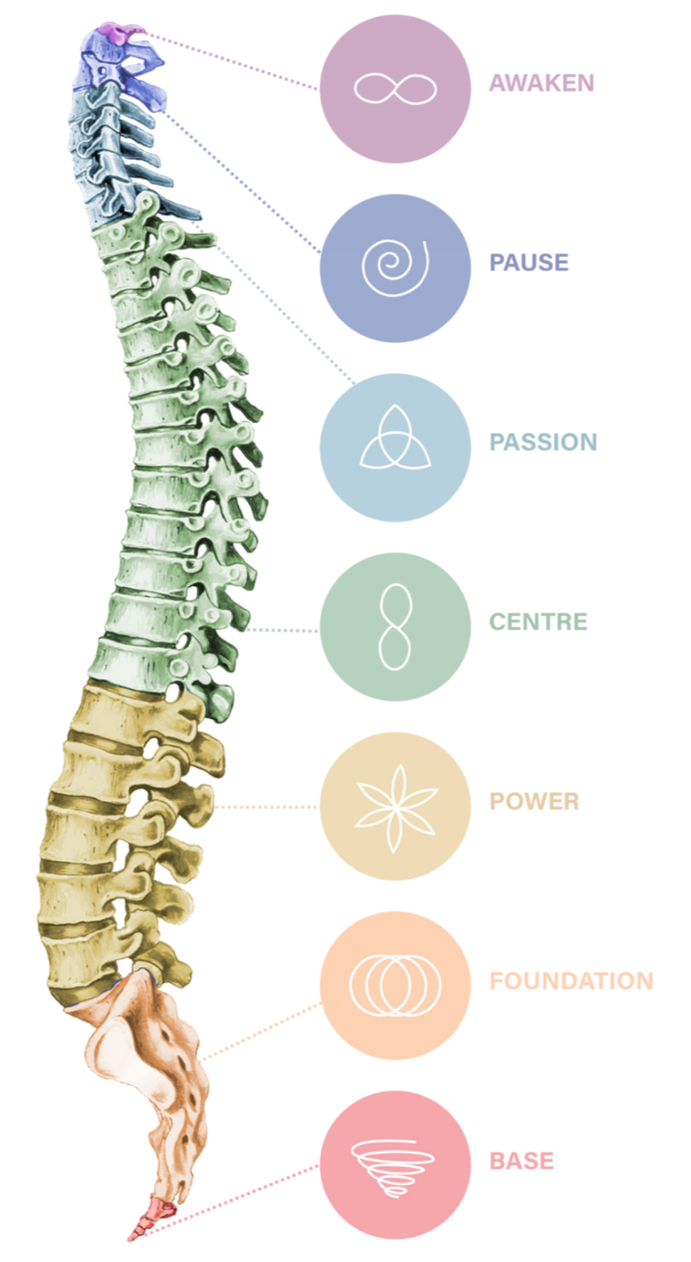 The Spinal Flow Technique is built around the understanding that the spine holds seven key “Gateways” — areas where the nervous system can either flow freely or become blocked by stress, tension, and past experiences.