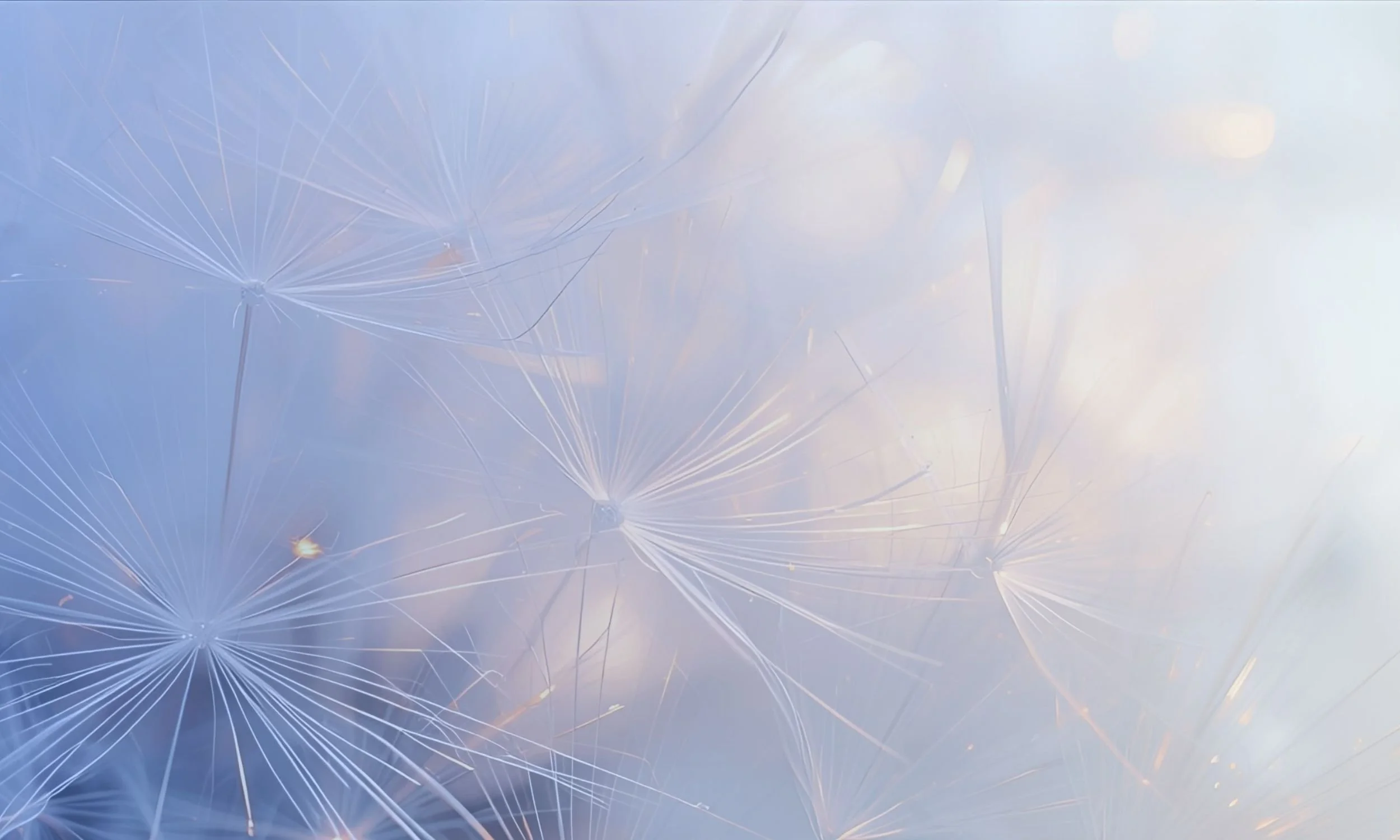 Close-up of dandelion seeds with delicate, white filaments against a soft, blurred sky background.