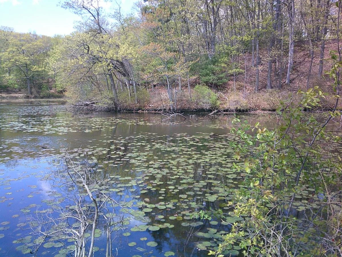 Six members from our summer work crew cleared invasive plants from the pond path, creating inviting seating areas for the community to relax and enjoy the view of our pond.
