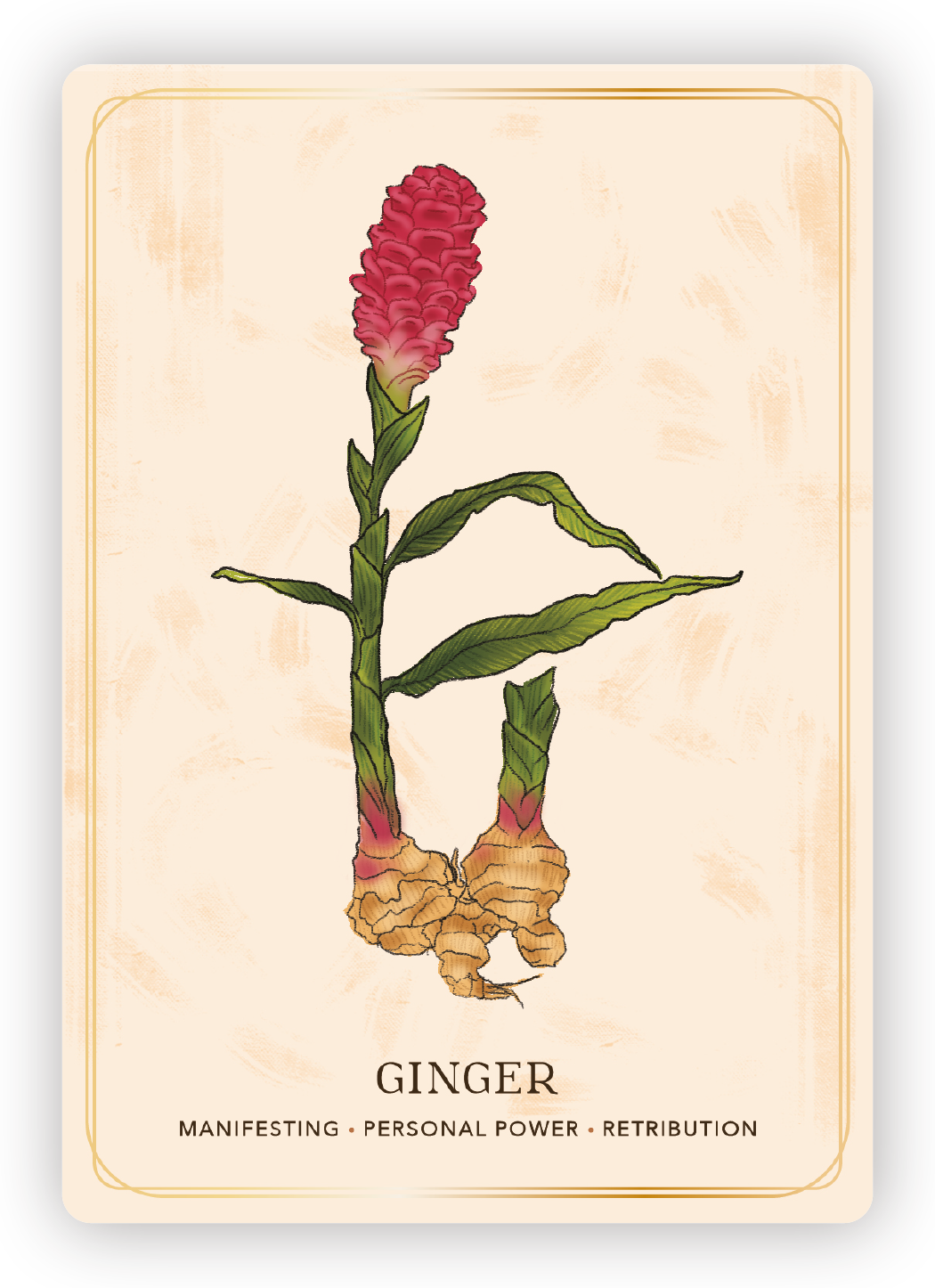 Illustration of a ginger plant with a pink flower, green leaves, and ginger root at the base, labeled as 'Ginger' with qualities listed as 'Manifesting, Personal Power, Retribution'.