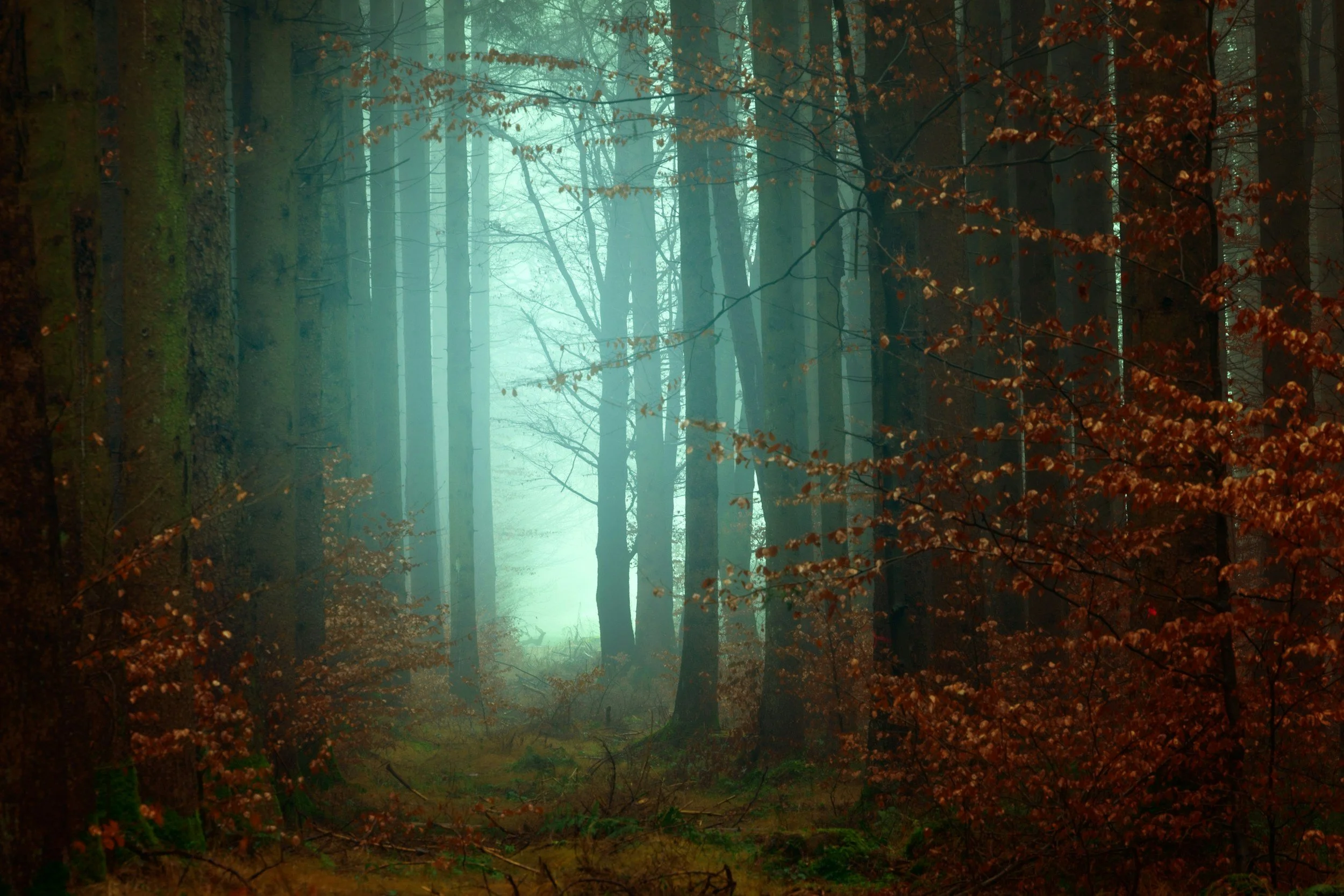 A foggy forest with tall trees and brown leaves on the ground and branches.