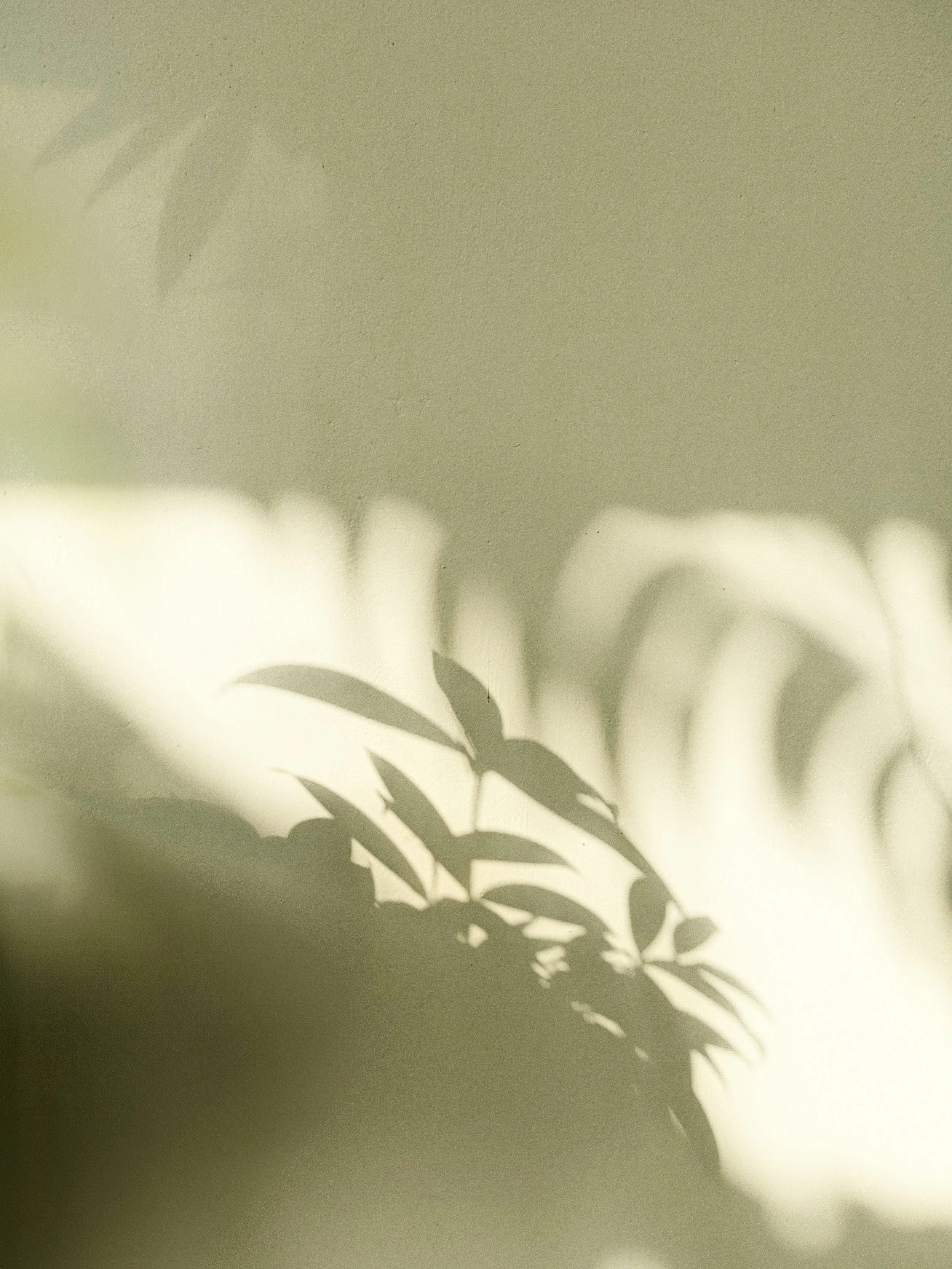 Shadows of leaves cast on a light-colored wall.