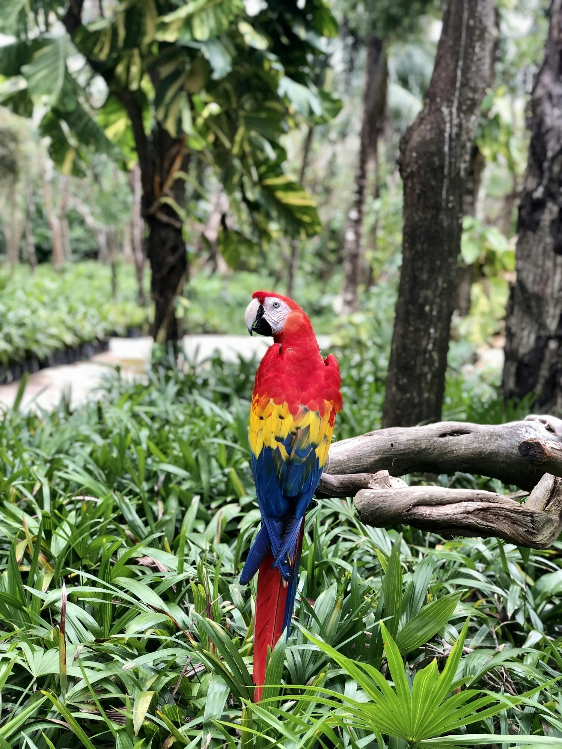 Brightly colored scarlet macaw perched on a tree branch in lush jungle greenery.