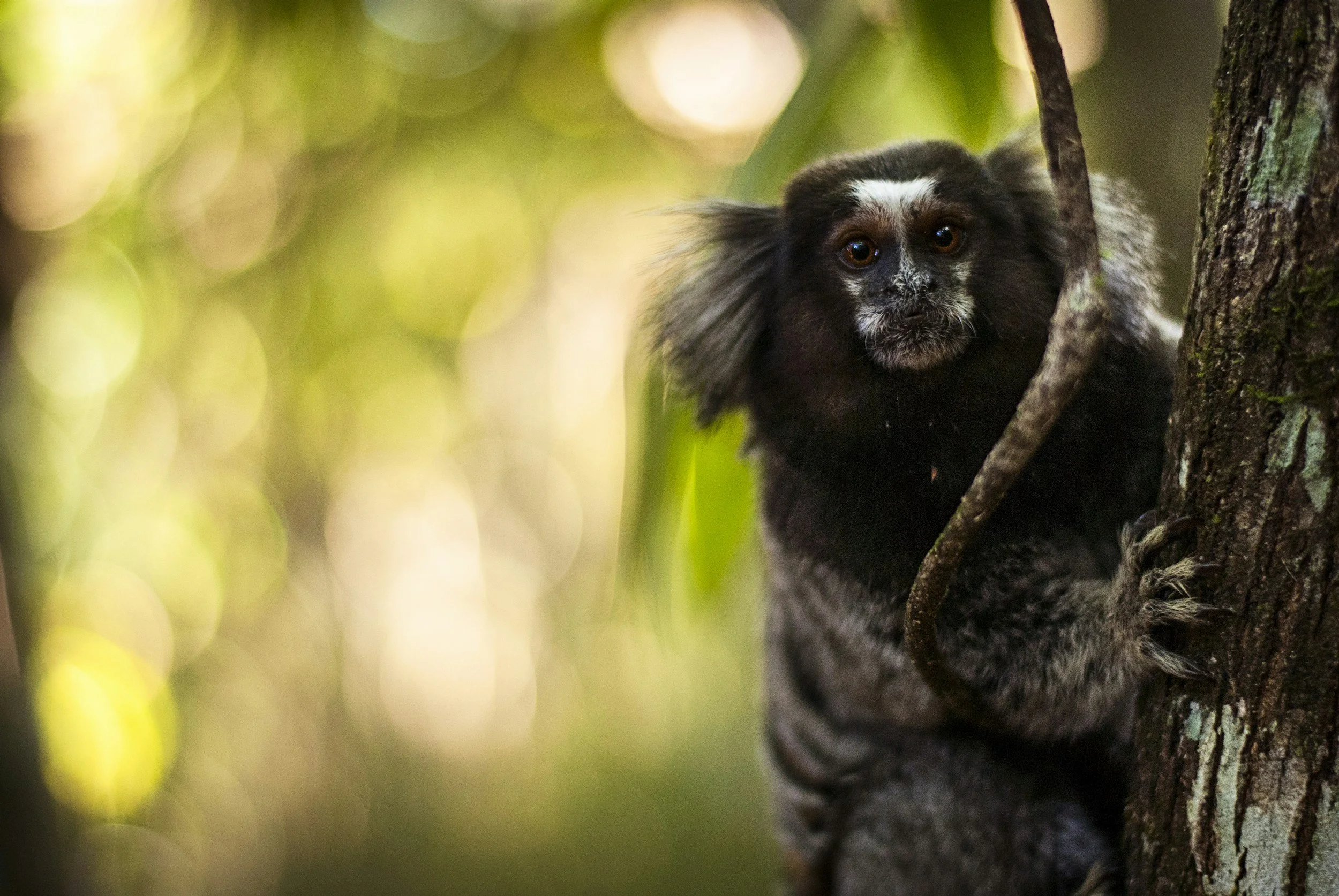 A small, black and gray tamarin monkey with large ears is perched on a tree in a forest, looking directly at the camera.