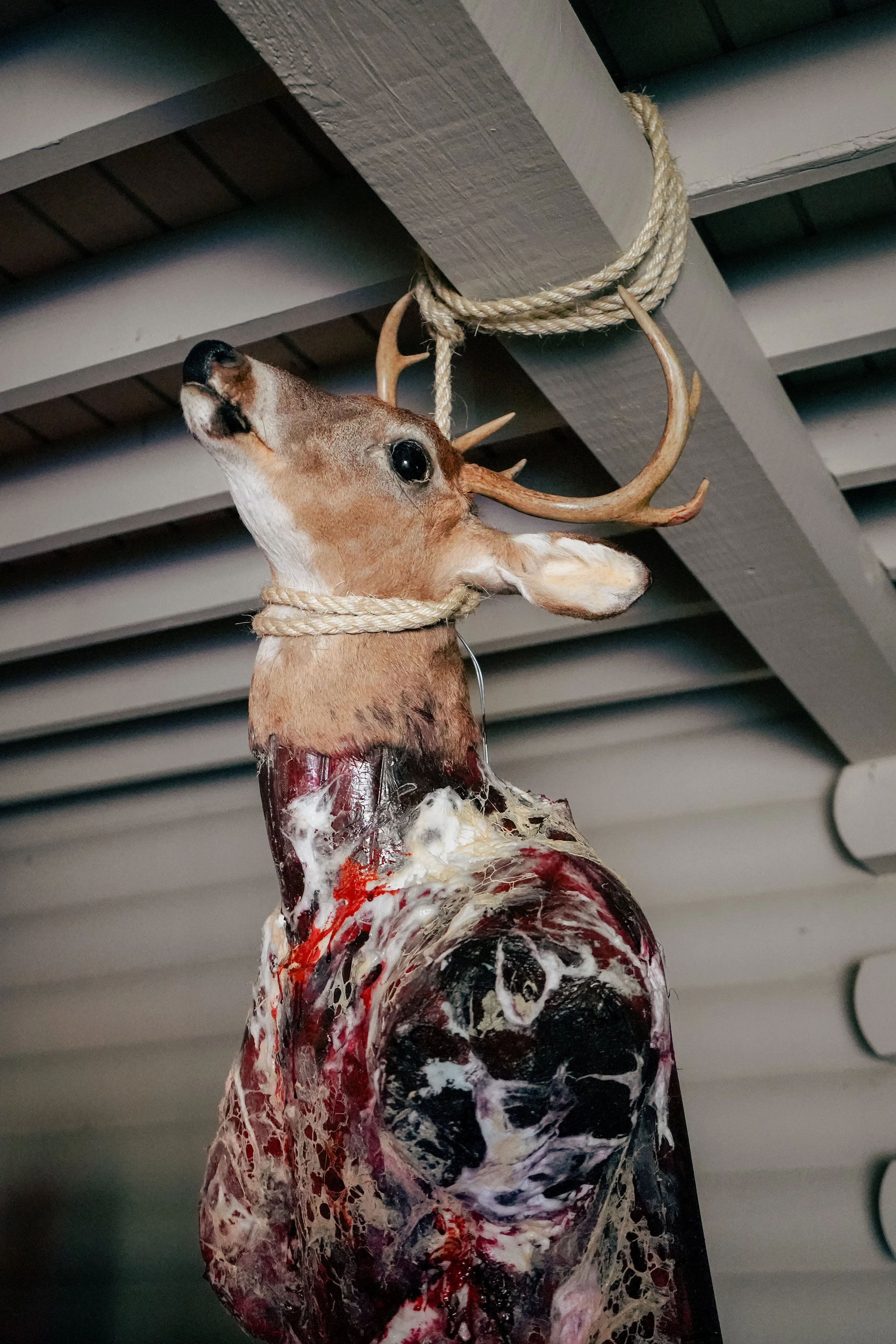 Final deer