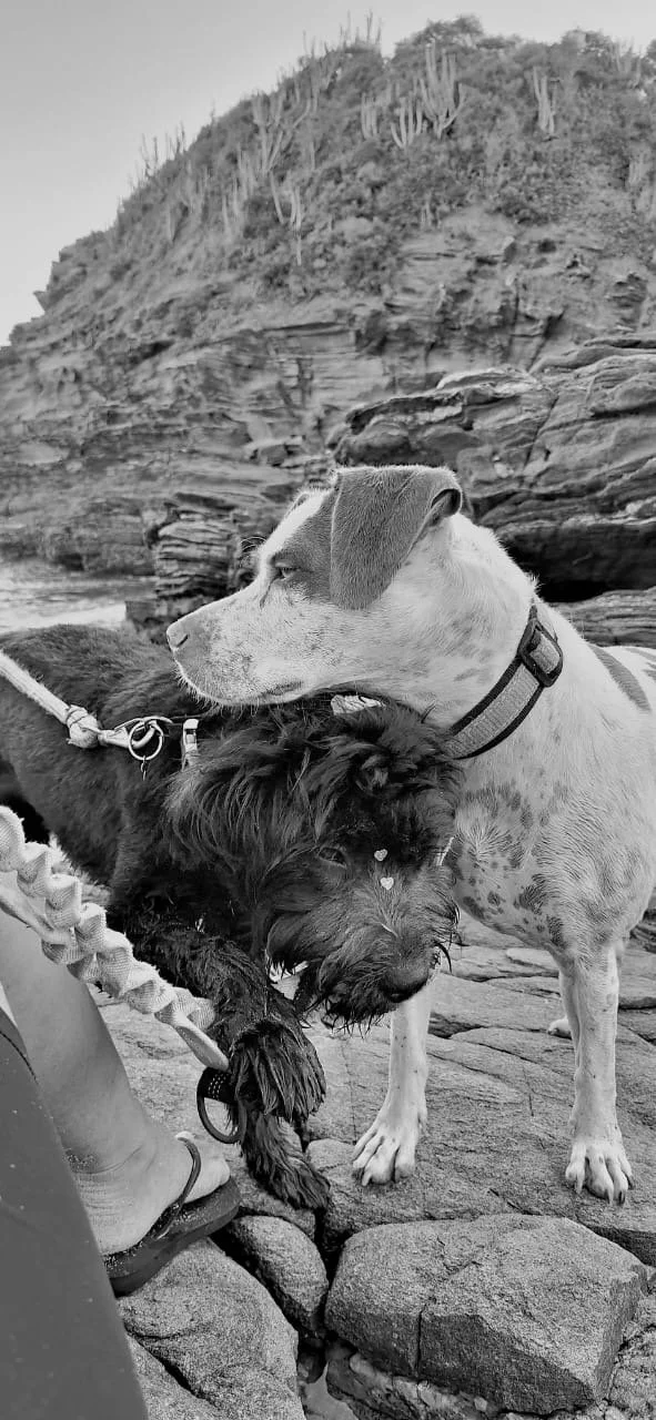 Black and white photo of two dogs on a rocky beach with a cliff and cacti in the background. One dog, a light-colored with a collar, is in profile and the other, a smaller, dark curly-haired dog, is being held on a leash.