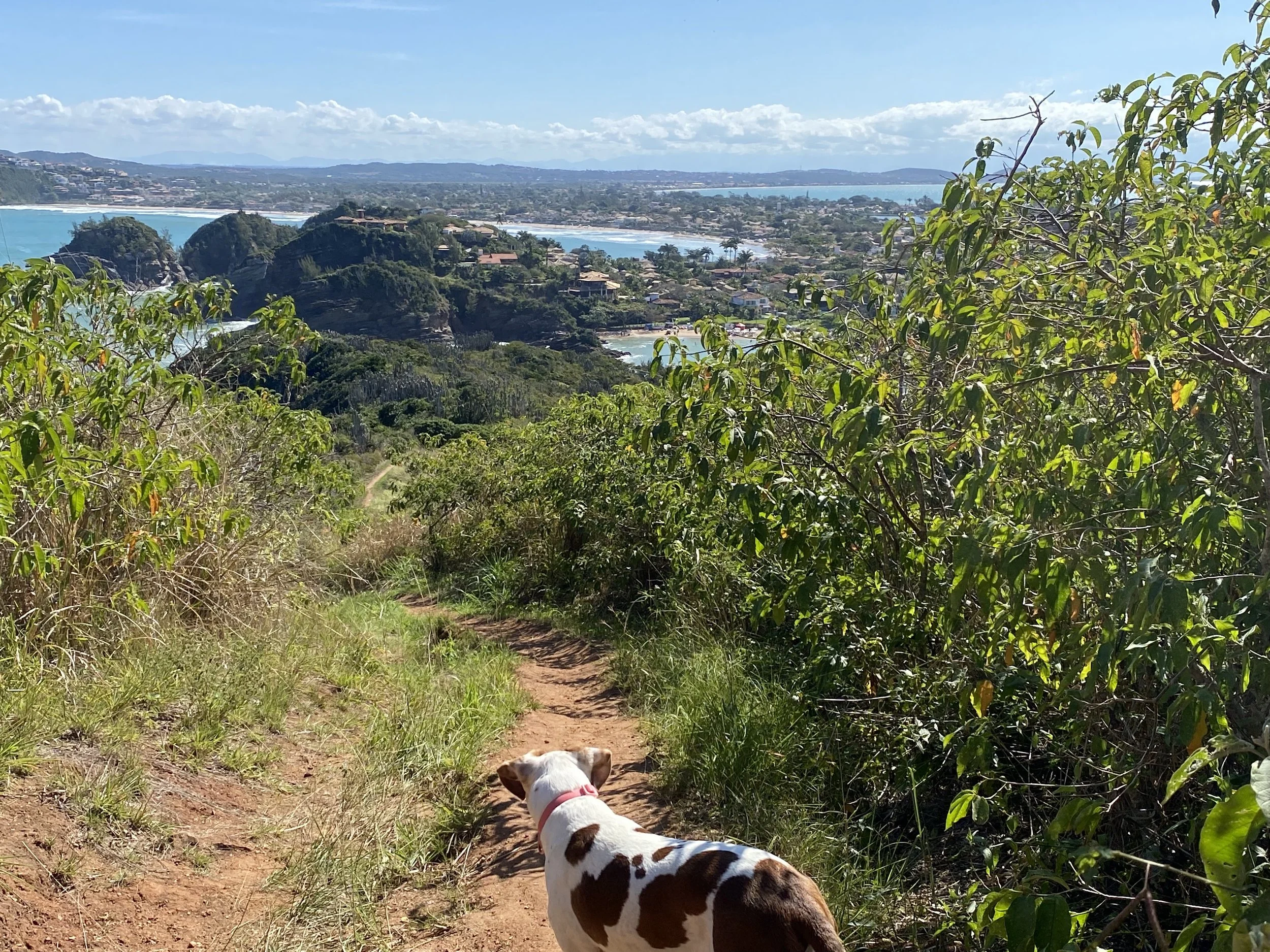 Dog walking on a dirt trail with lush green bushes and trees, overlooking a coastal town with water and hilly terrain in the background on a clear day.