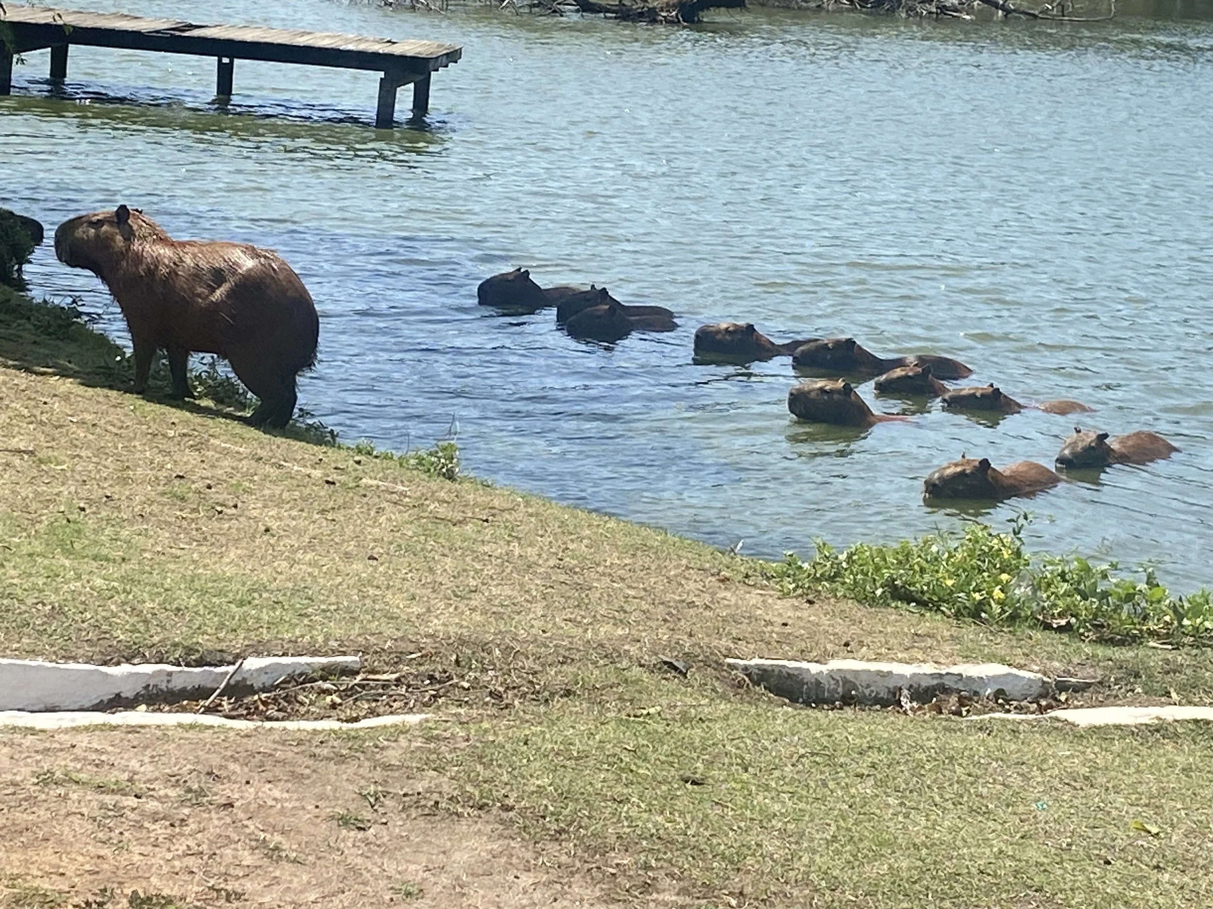 A group of hippopotamuses swimming in a body of water with one hippo standing on the shore nearby.