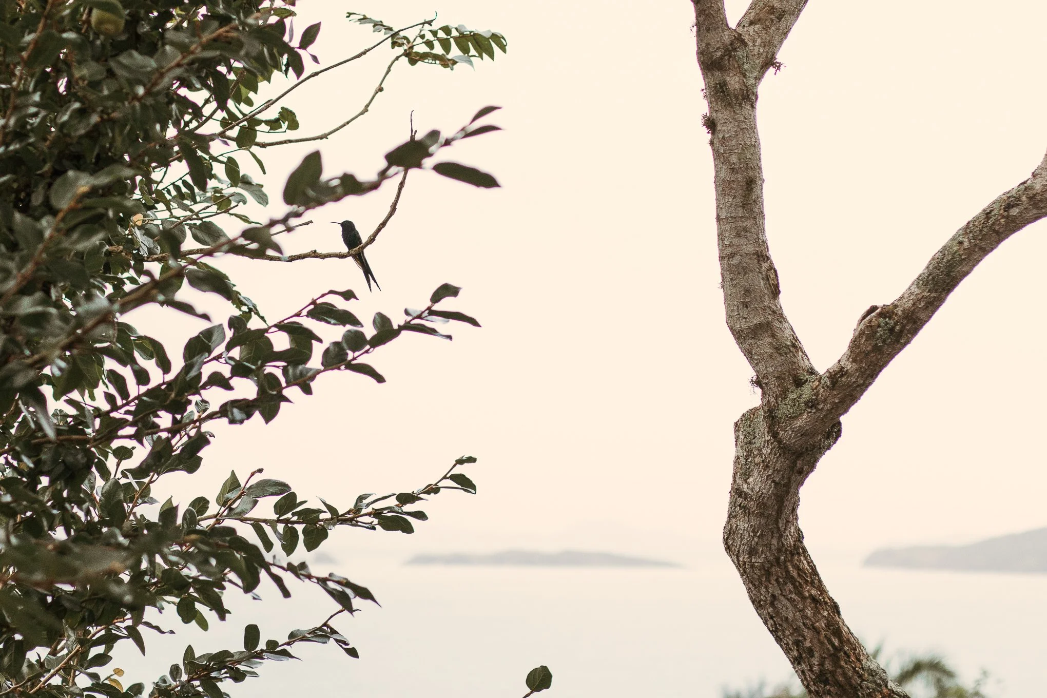 A small bird perched on a branch of a tree, with the background of a pale sky and faint distant landscape.