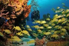 Underwater scene with a scuba diver surrounded by a school of yellow fish near coral reef.