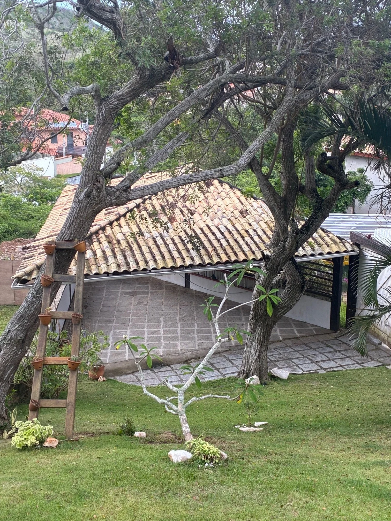 A backyard with a green lawn, small trees, and a wooden ladder leaning against a large, mature tree. A tiled roof structure is visible in the background, along with a paved patio area.