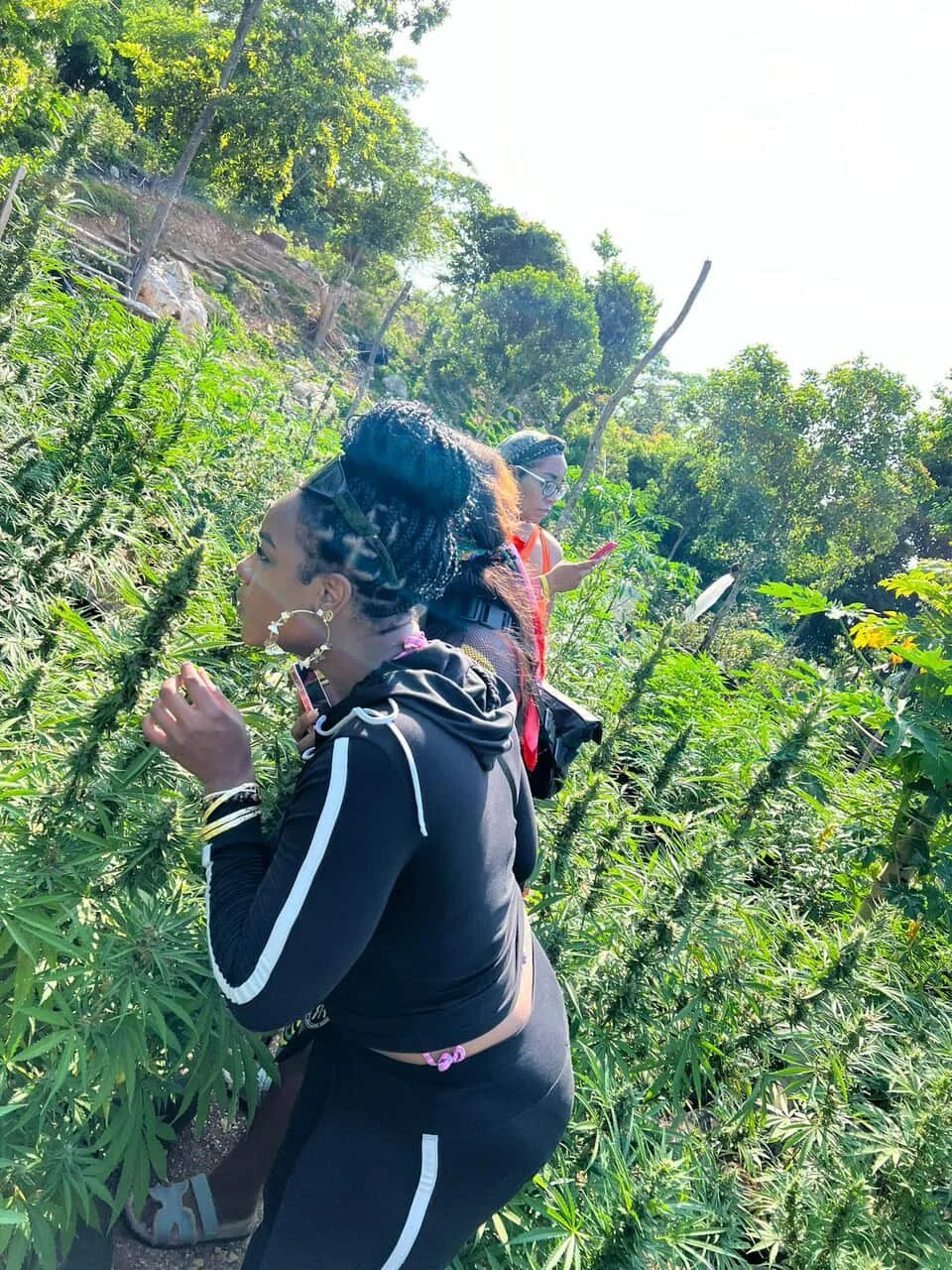 Three women with braided hair and earrings standing among tall green plants in a lush outdoor setting.
