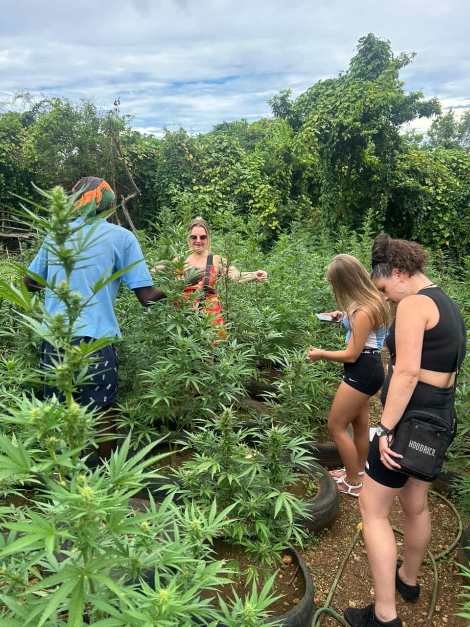 People in a cannabis farm, some are taking photos while one is smiling at the camera, surrounded by tall cannabis plants.
