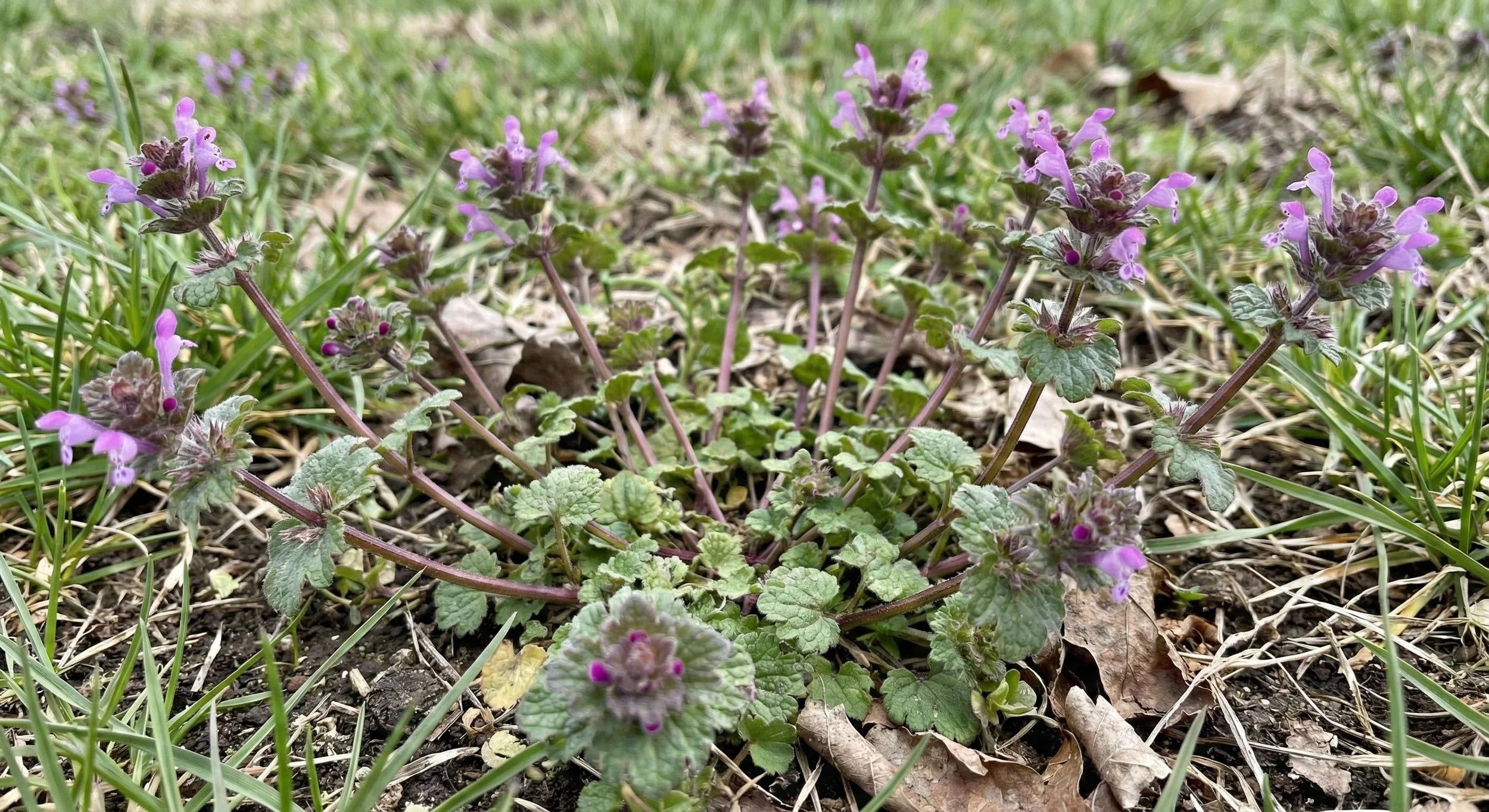 Winter Invaders: Why Your Lawn Needs Attention Before Spring Arrives