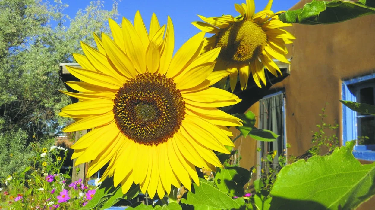 Close-up of a bright yellow sunflower with a dark brown center, in full bloom, with a background of green leaves, blue sky, and a house with a yellow wall and blue window frame.