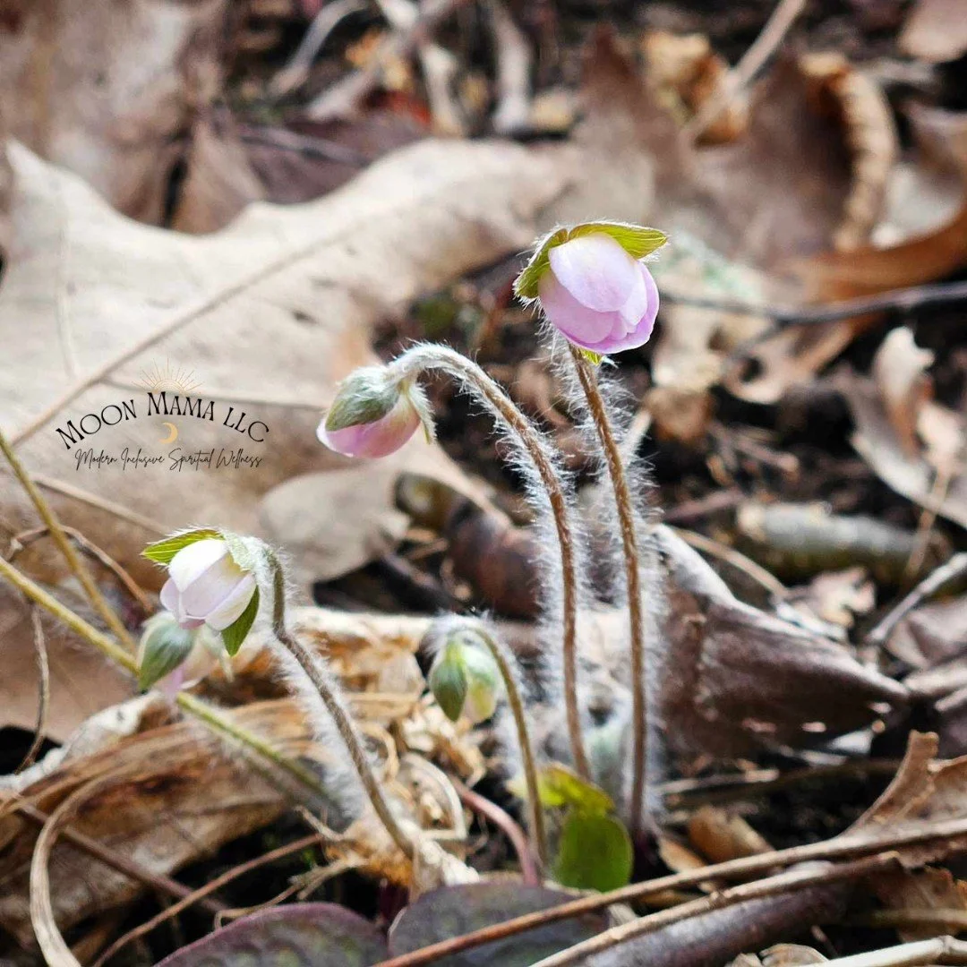 Pink Hepatica MM 3.18.24.jpg