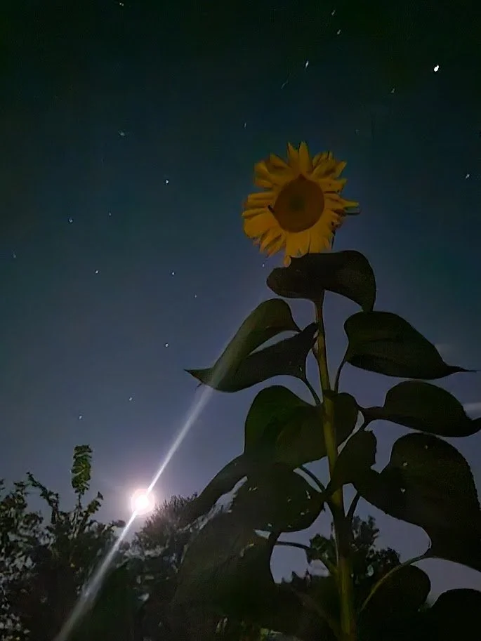 Sunflower Moon.jpg