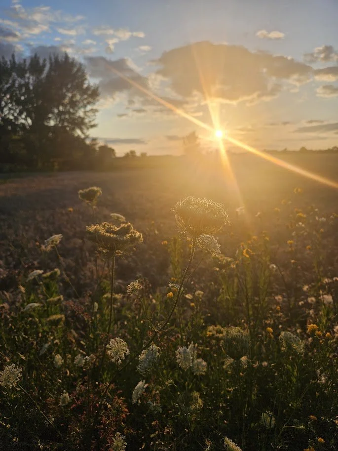 QA lace sunset.jpg