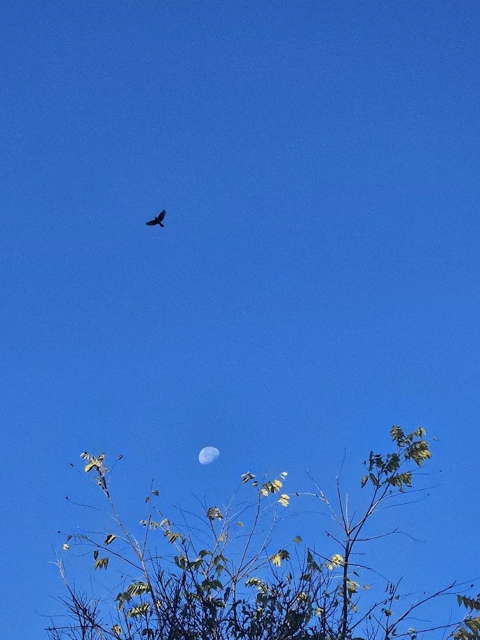 Moon and bird.jpg