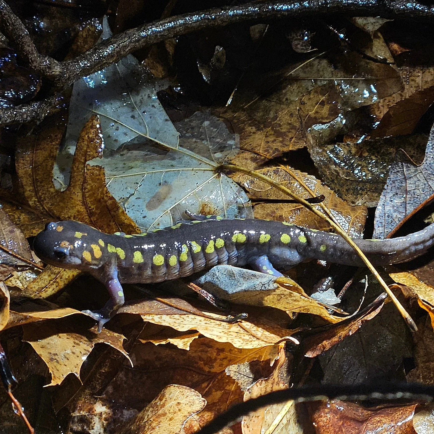 First Salamander ever.jpg