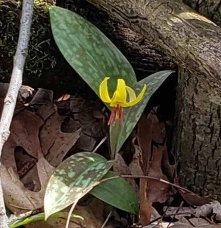 trout lily.jpg