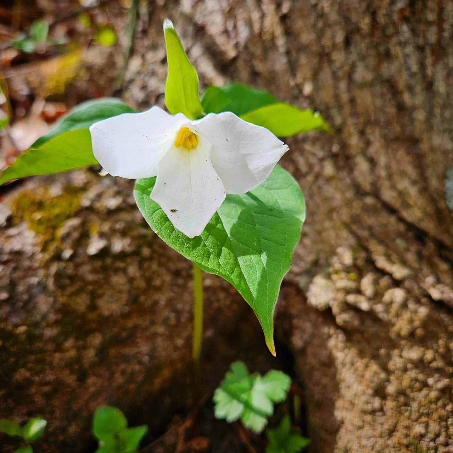 Nodding Trillium 4.20 DHMP.jpg