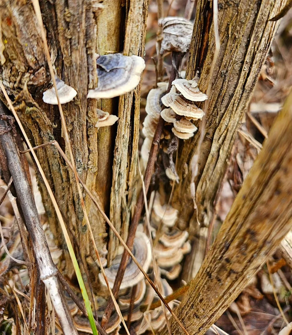 Mushrooms DHMP Feb 2024.jpg