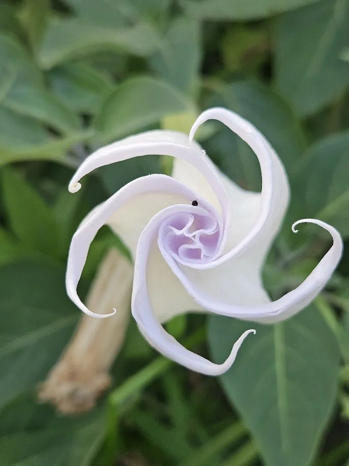 Folder Moonflower.jpg