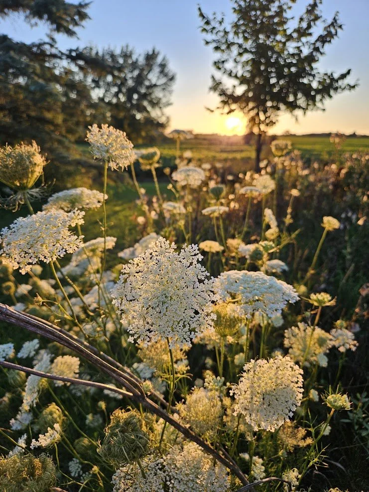 Queen anne's lace sunset 1.jpg