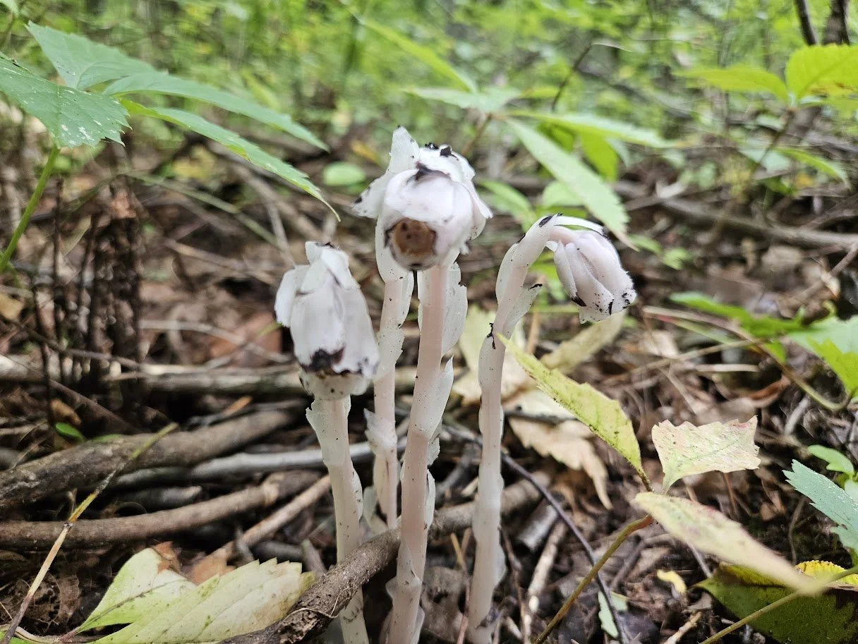 ghost pipes.jpg