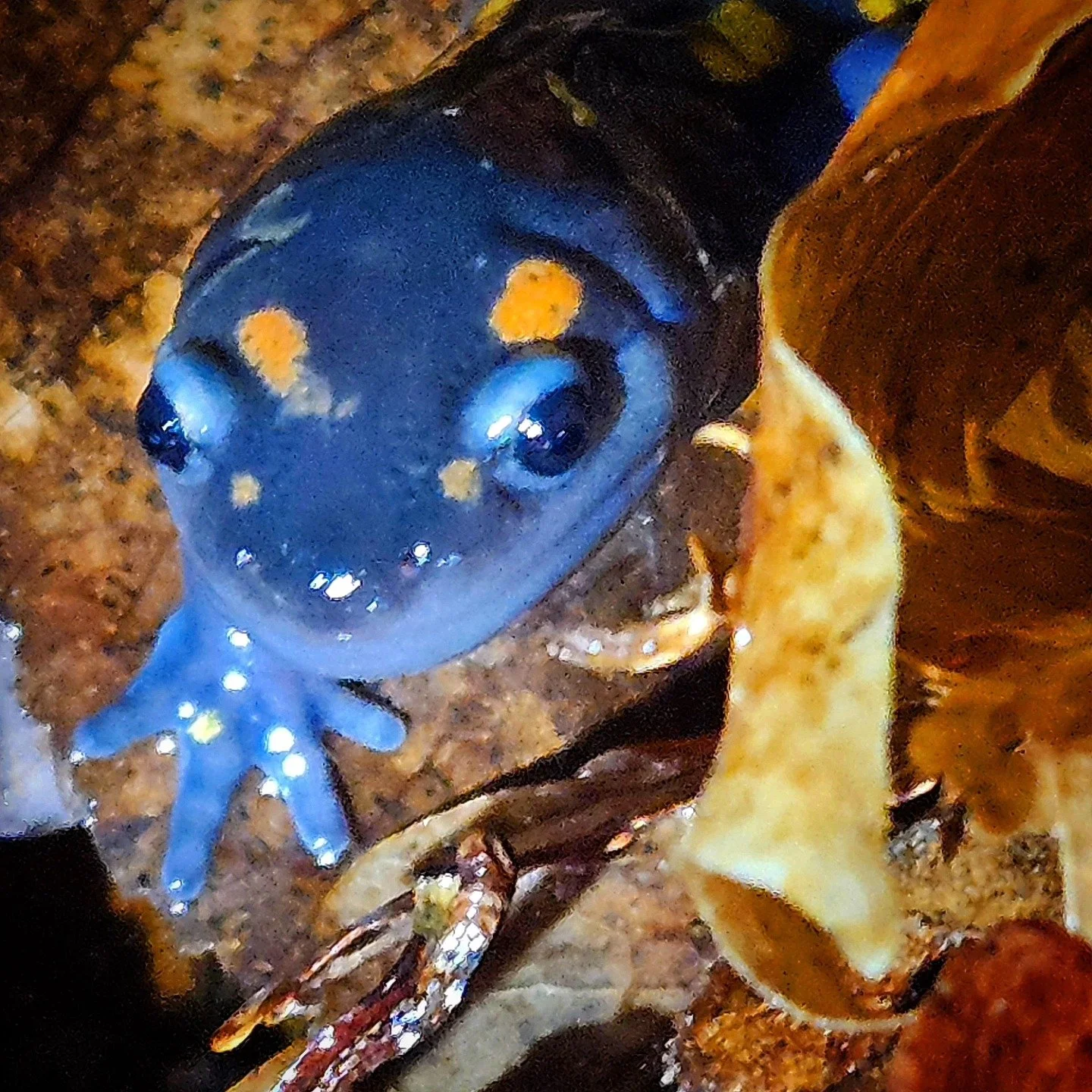 Ernie Salamander.jpg