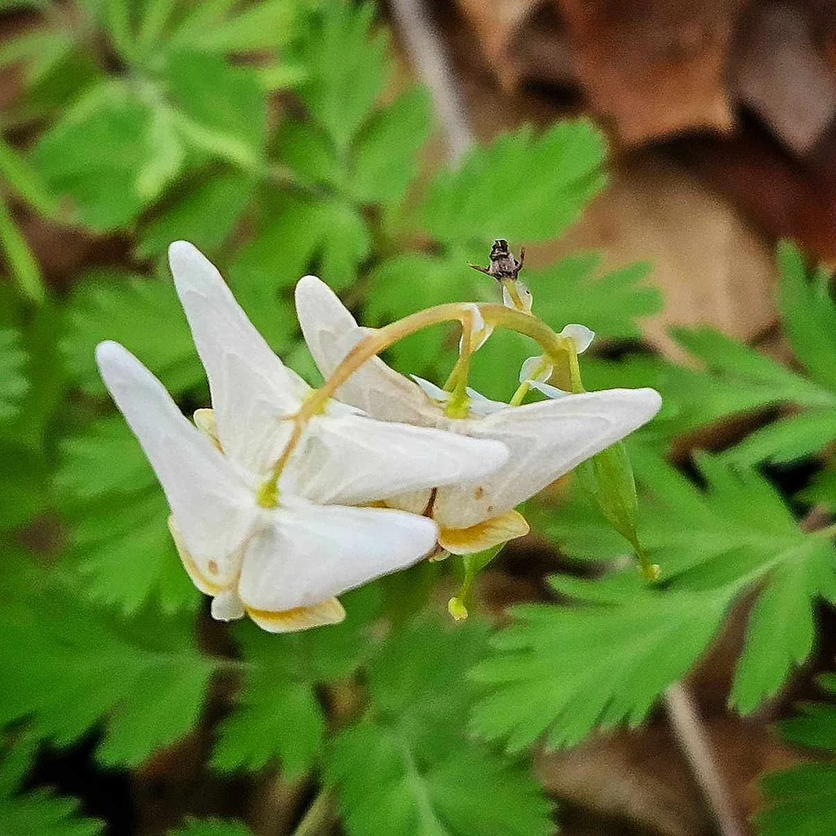 Dutchmans Breeches 4.20 DHMP.jpg