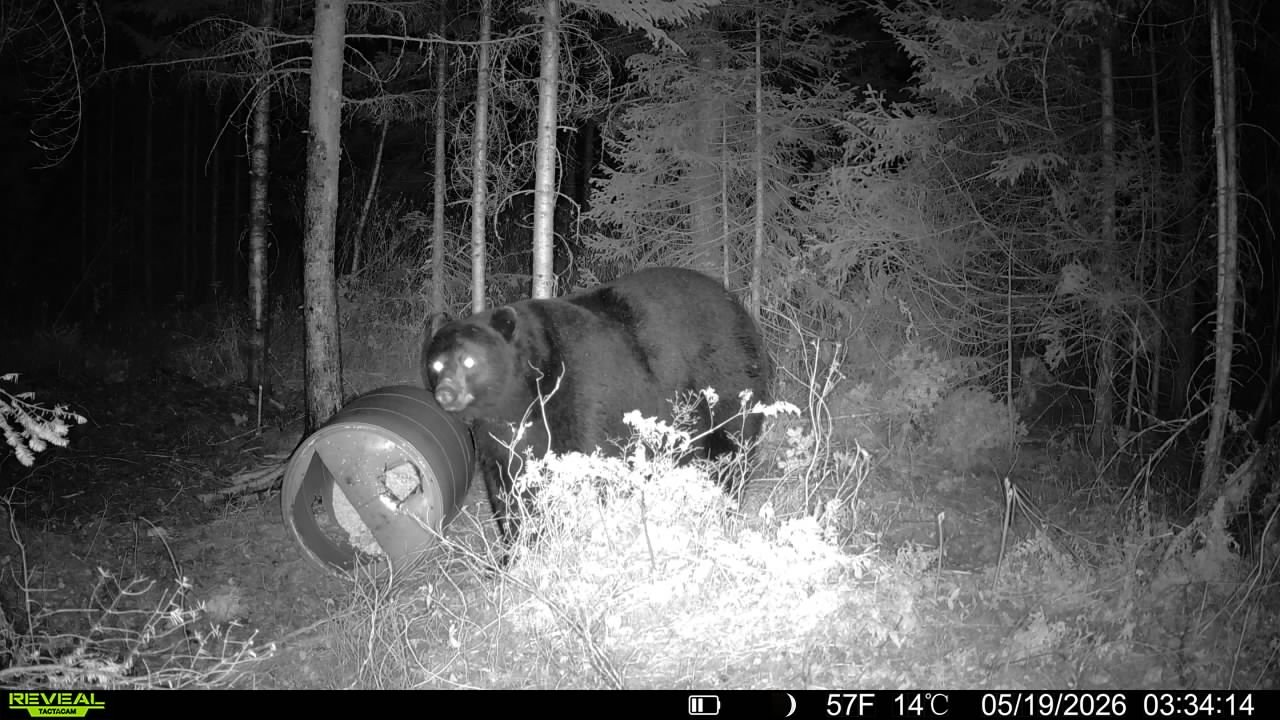 A black bear with glowing eyes near a fallen log in a nighttime forest.