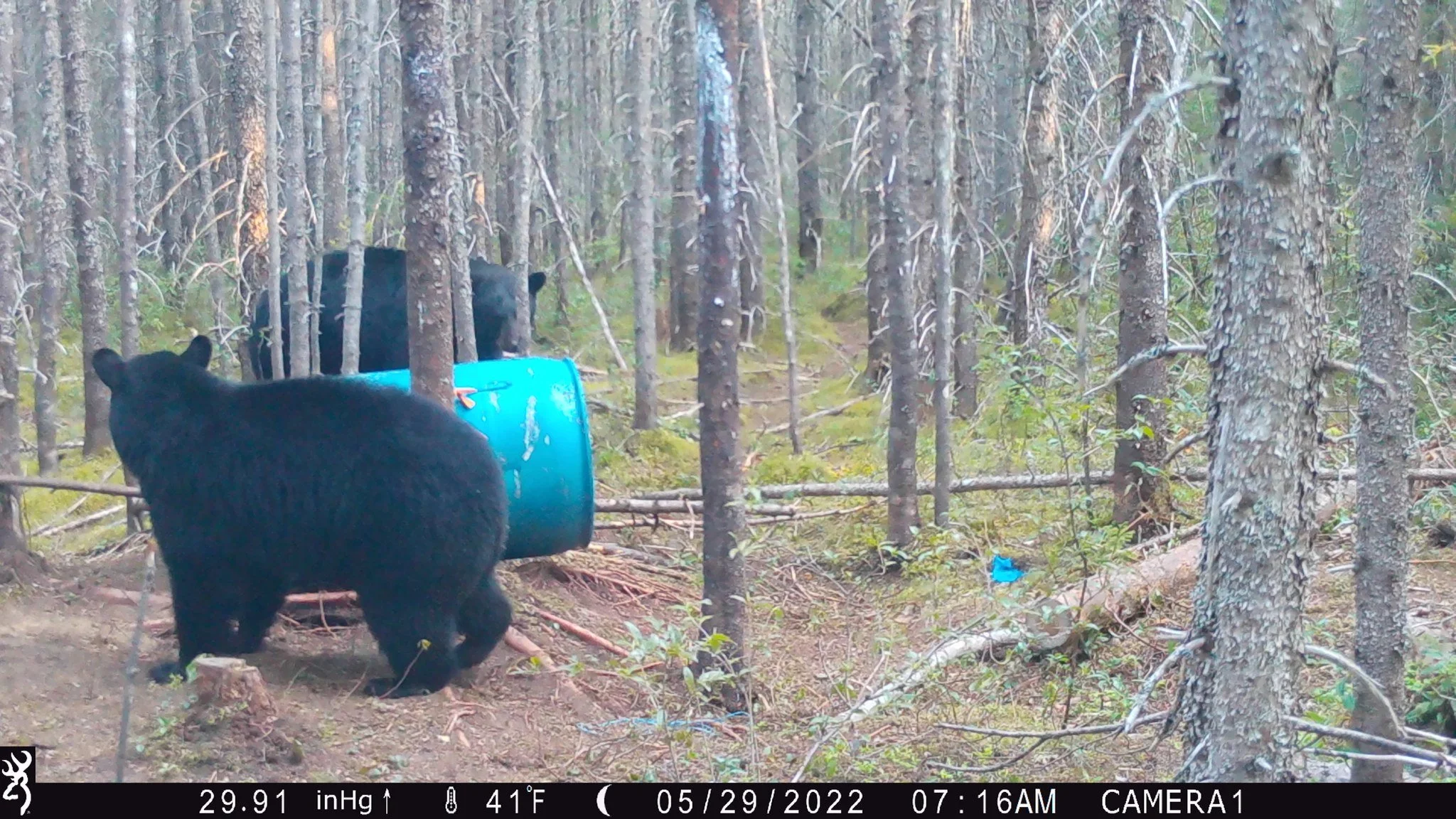 Two black bears in a forest, one near a blue barrel and the other partially behind trees.