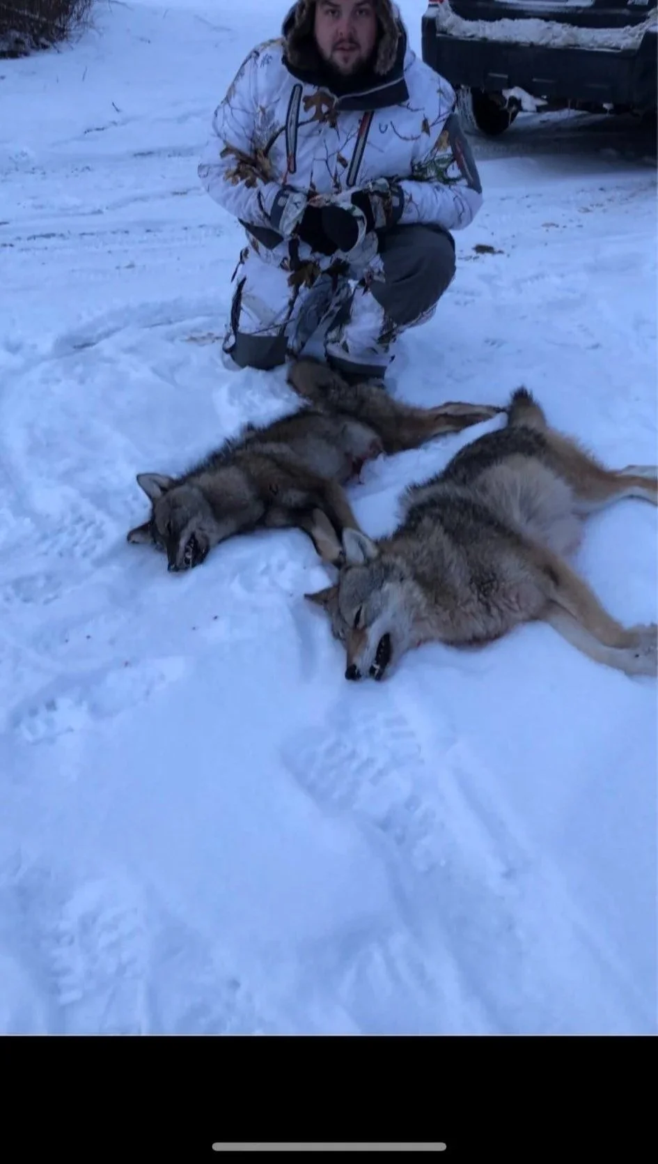 A man dressed in camouflage winter clothing kneels on snow next to two dead wolves lying on the snow.