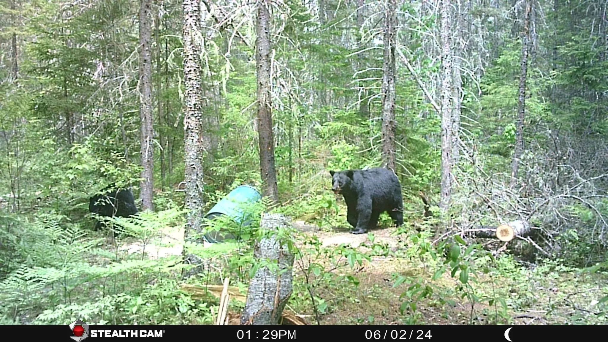 A black bear walking through a dense forest with green trees and underbrush, near a fallen tree with a cut end visible.