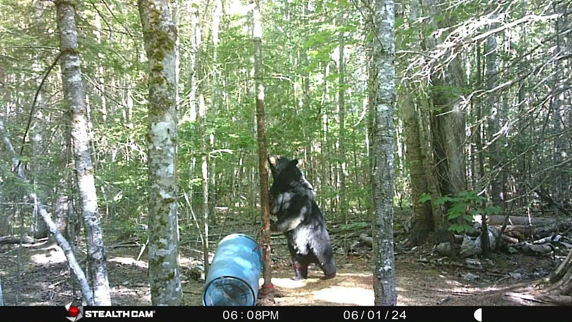 A black and white bear cub standing on its hind legs in a dense forest, reaching up to a tree while a blue bucket lies on the ground nearby.