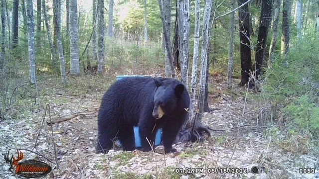 A black bear in a forested area with trees and foliage, standing on the ground.
