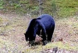 A black bear standing on the ground outdoors in a natural setting.