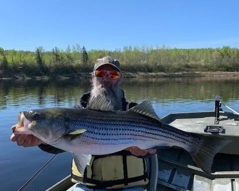 Person wearing sunglasses and a hat holding a large striped fish on a boat, with water and trees in the background.