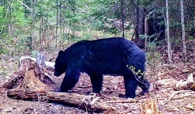 A black bear walking through a forest with trees, leaves, and a tree stump.