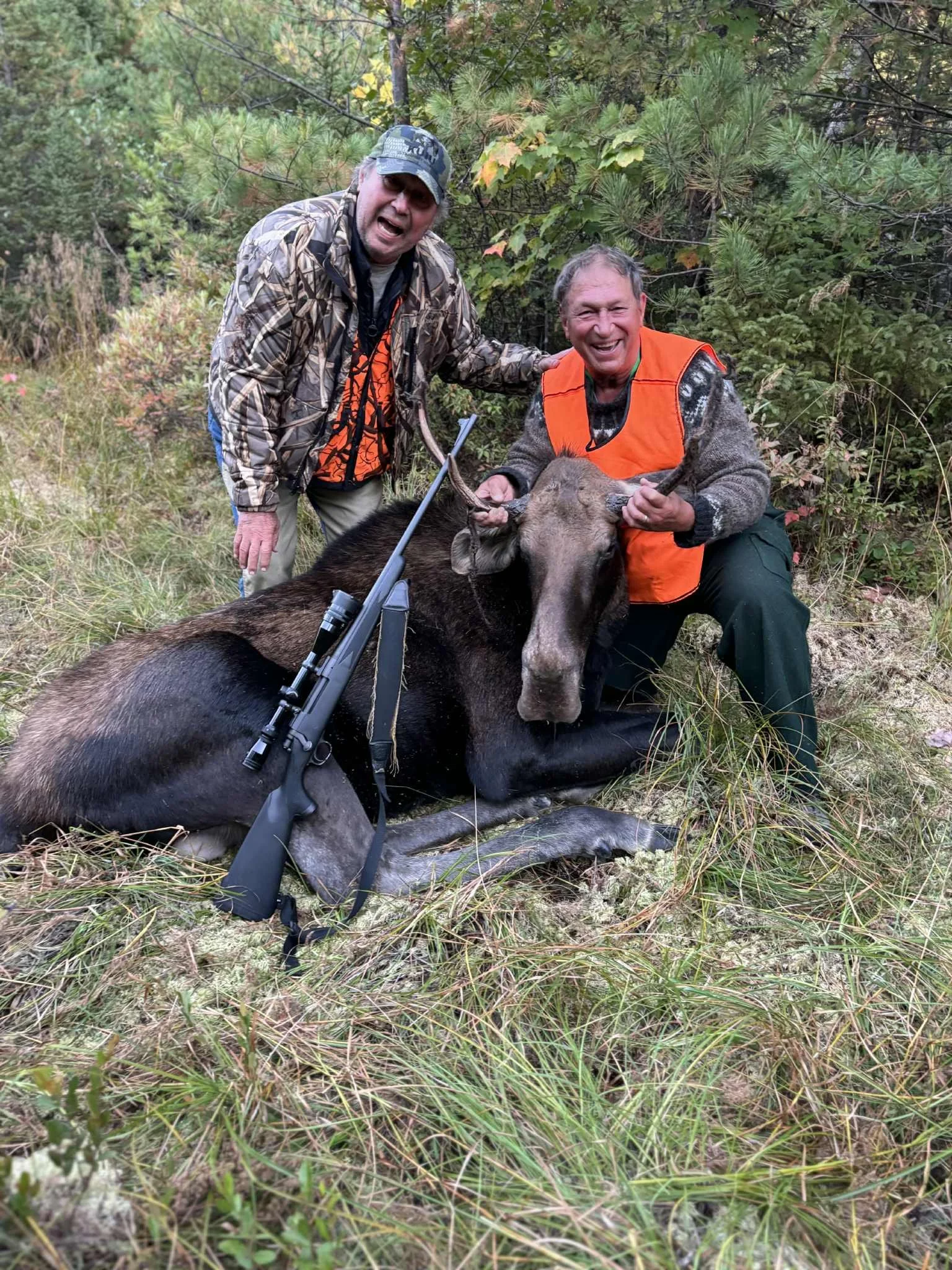 Two hunters, wearing camouflage and orange vests, kneeling next to a large moose they hunted, with a rifle resting against the animal in a forested area.