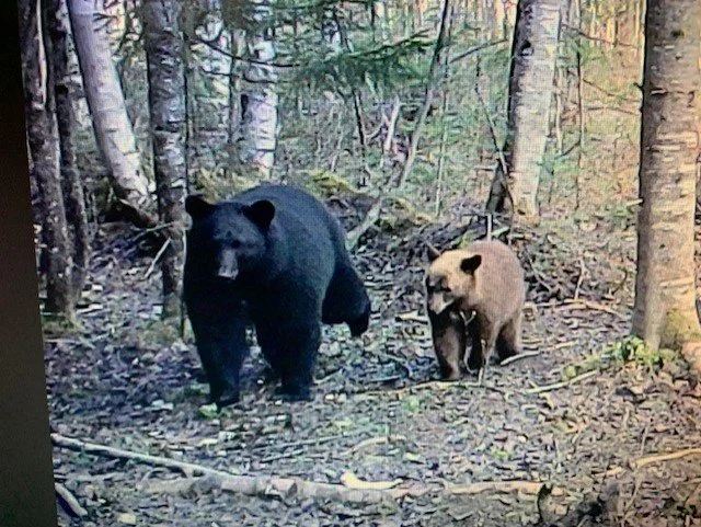 A black bear walking in a forest next to a smaller bear, possibly a cub, among trees and fallen branches.