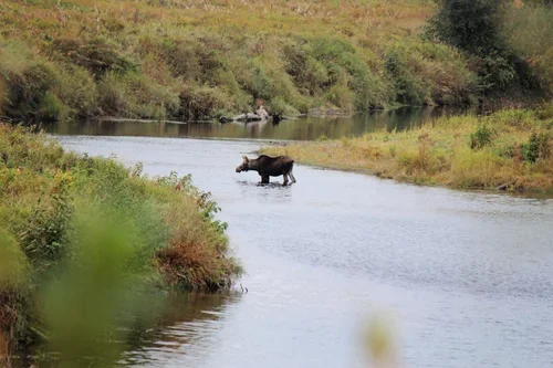 A bear walking through a shallow river in a natural landscape with grassy and bushy surroundings.